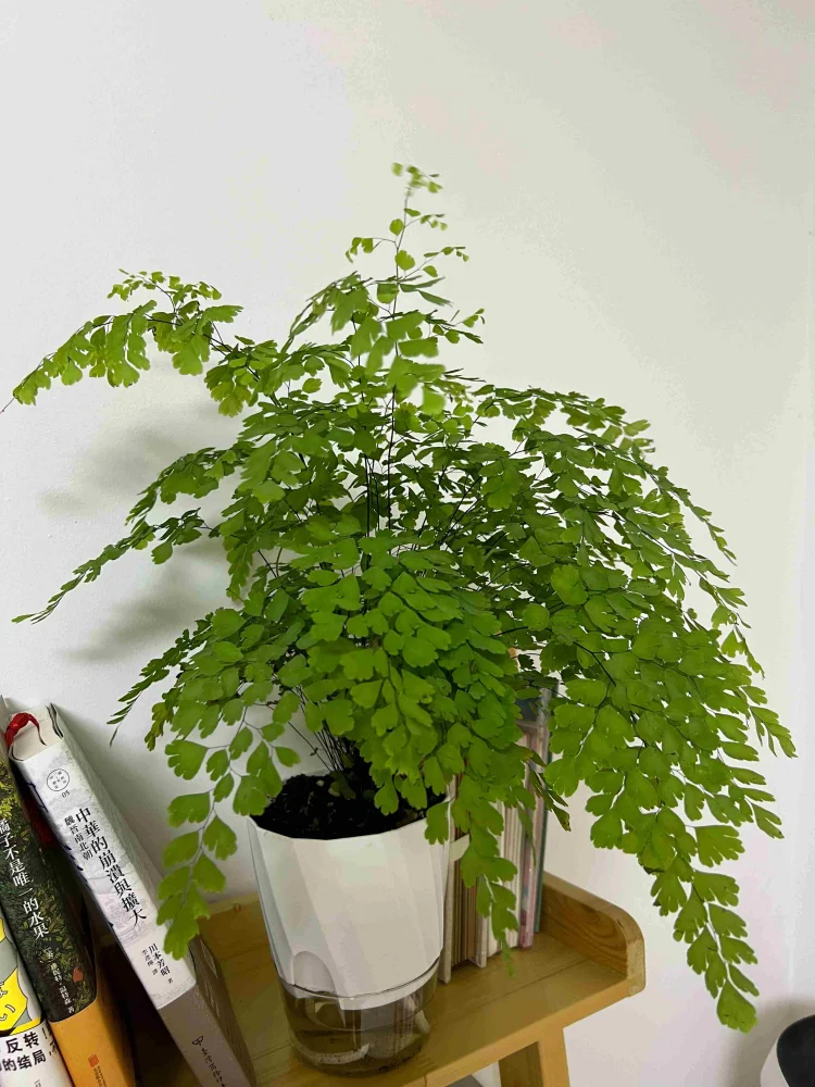 Easy Self-Watering Flower Pot