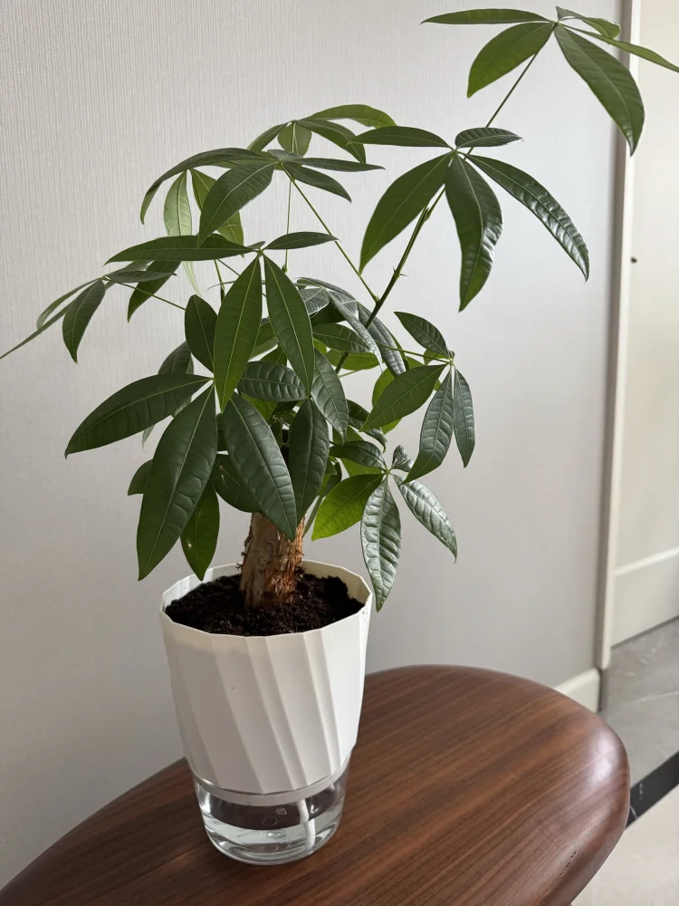 Easy Self-Watering Flower Pot