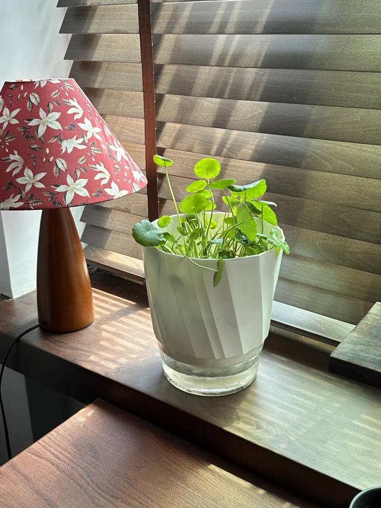 Easy Self-Watering Flower Pot