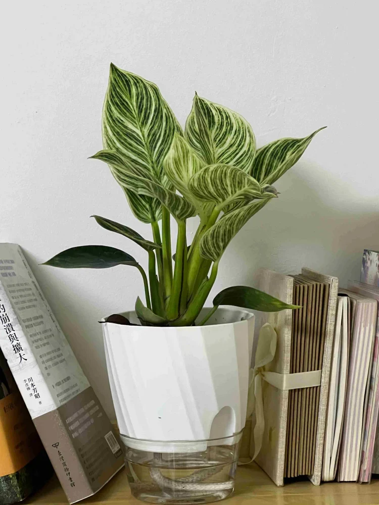 Easy Self-Watering Flower Pot